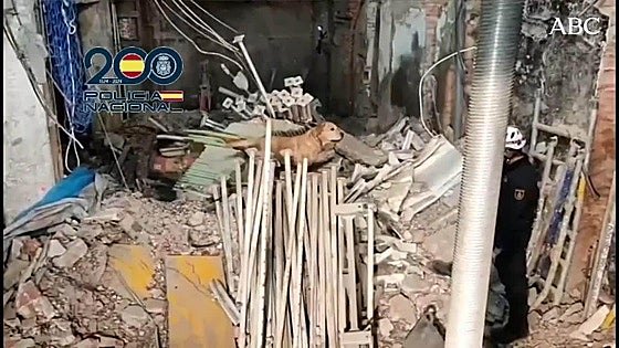 Search dogs help locate bodies of four people reported missing after collapse of building under construction in Madrid