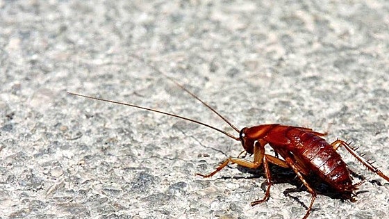 Don't let cockroaches invade your home: how to prevent one of autumn's most common pests