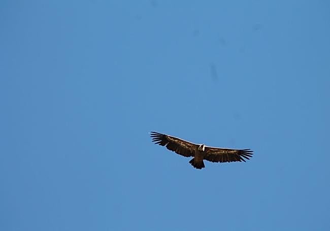 Griffon vulture on a fly-past.