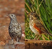 A mutation of thrushes