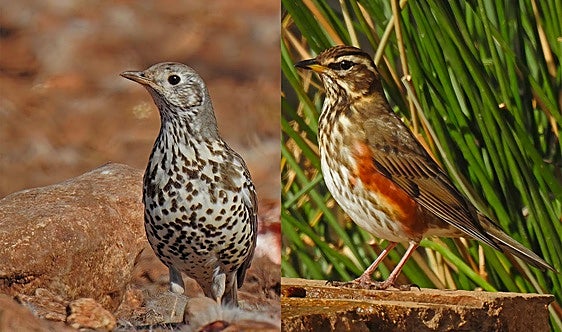 A mutation of thrushes