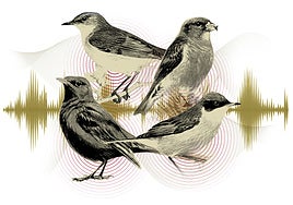 An audio guide to birdsong in Malaga province
