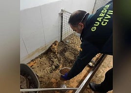 An officer attends to one of the animals in Ordes, La Coruña.