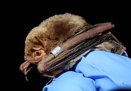 Schreiber's bat.