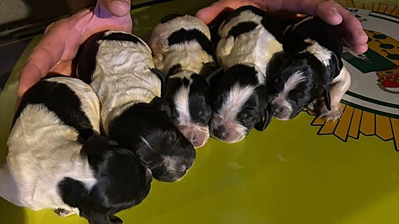 Police warn of big fines after newborn puppies found abandoned in Granada rubbish bin