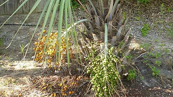 Recommended for your garden in the south of Spain: Jelly palm
