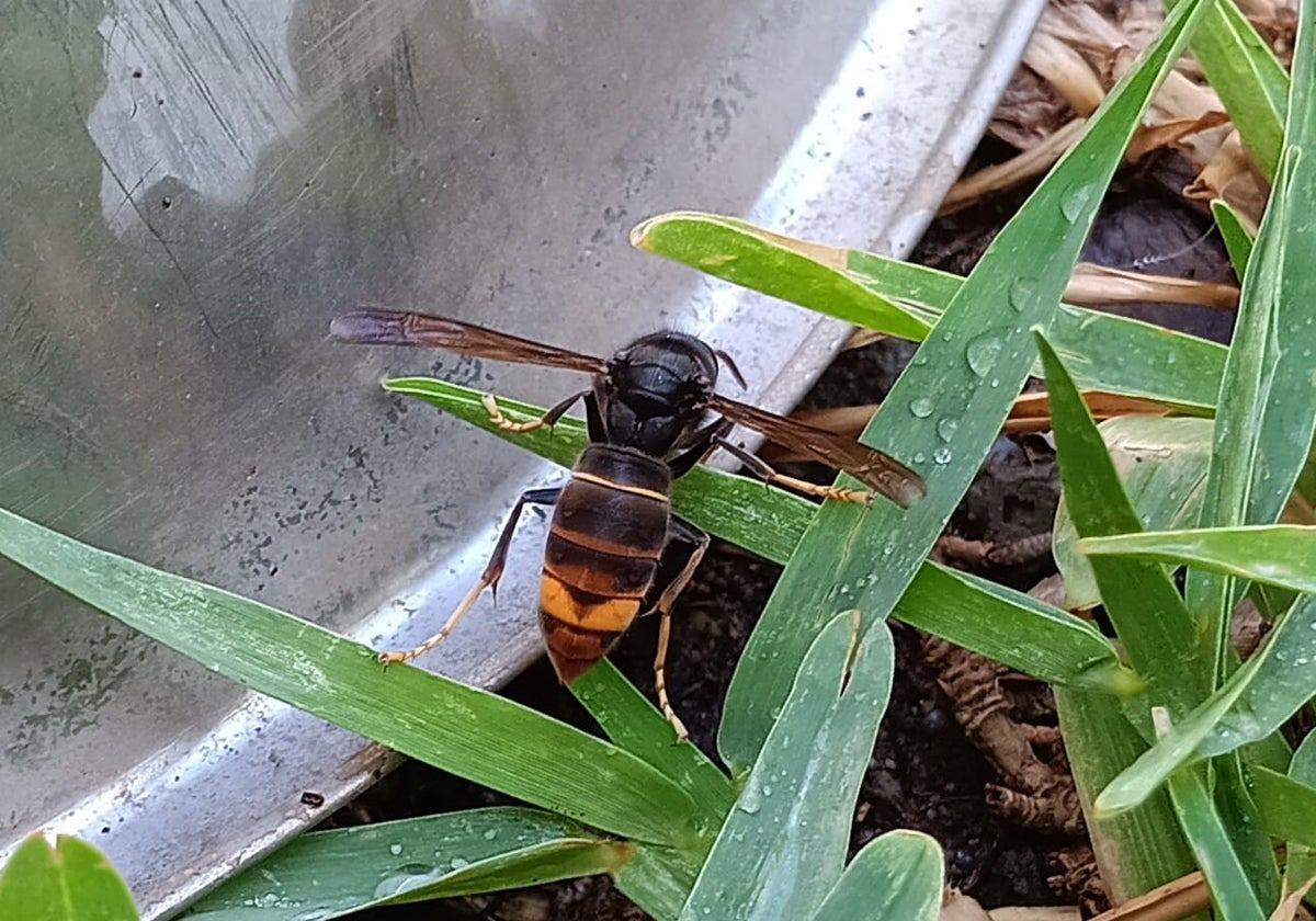 Elderly man dies after being stung several times by Asian hornets in Spain