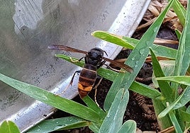Elderly man dies after being stung several times by Asian hornets in Spain