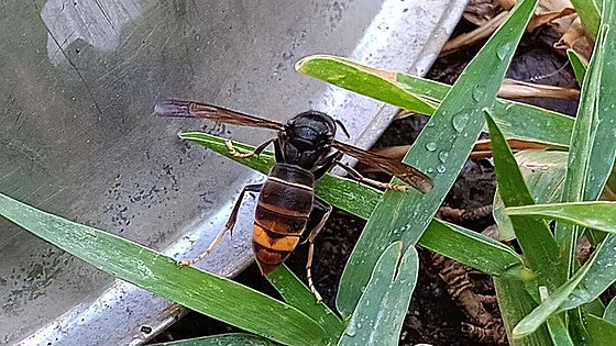 Elderly man dies after being stung several times by Asian hornets in Spain