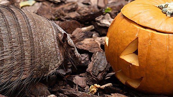 The mysteries of nature comes to life: Bioparc Fuengirola celebrates a wild and magical Halloween