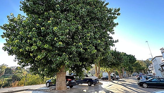 Trees in Torremolinos to be transplanted despite residents' protests