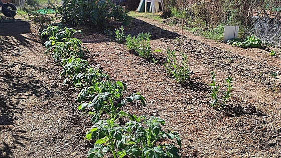 Cártama allotment initiative to 'promote healthy lifestyle habits'