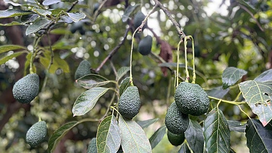 Avocado harvest recovers in Spain with 30% national increase
