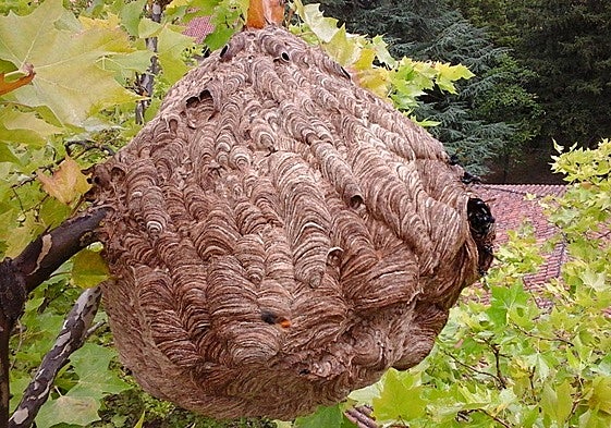 The Asian hornet's nest can reach the size of an inflatable beach ball.