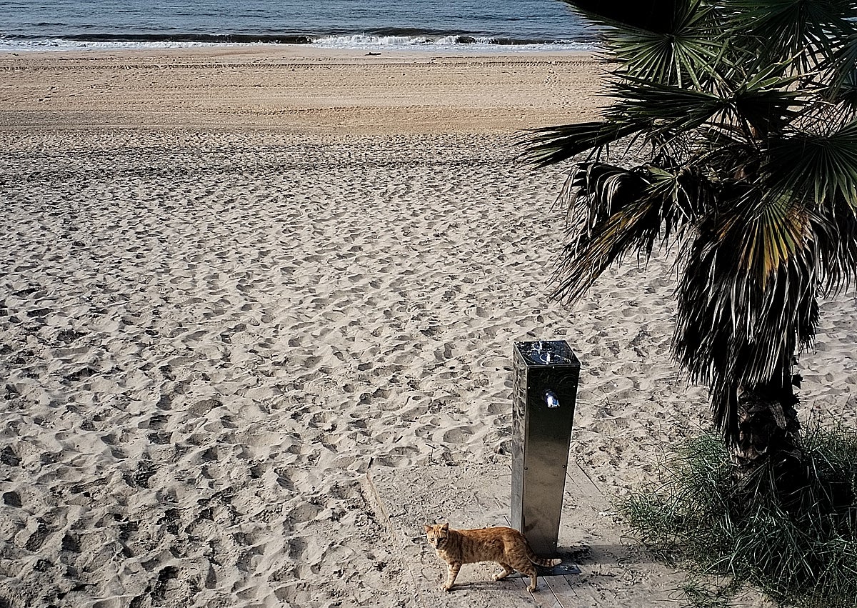 Imagen secundaria 1 - Animals enjoy the town.