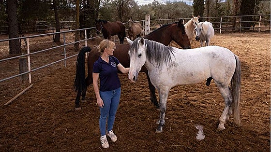 Local association takes in 16 of the tourist carriage horses from Malaga and saves them from the slaughterhouse