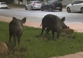 Screenshot from a video taken by a resident who came across the wild boars in Capellanía.