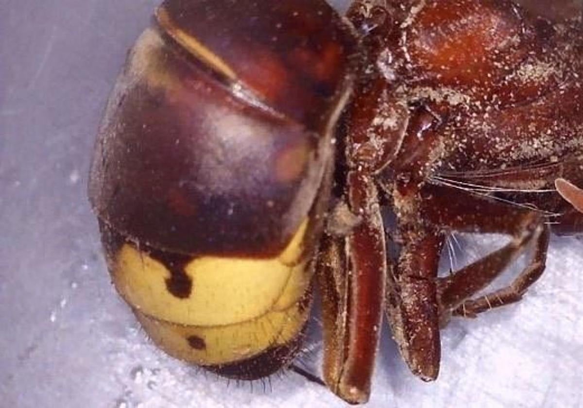 Dangerous Asian hornet detected on Spain's Costa Tropical for first time