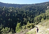 Spanish fir forest in the Sierra de las Nieves.
