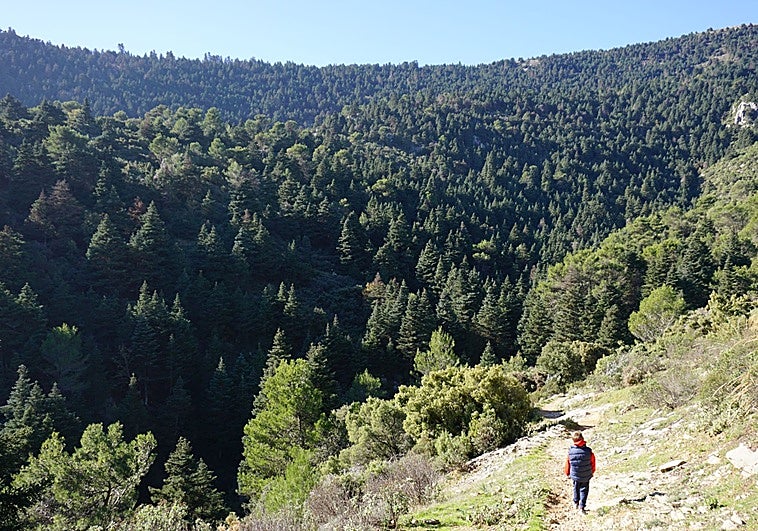 Malaga's provincial authority and Unicaja Foundation join forces to repopulate Sierra de las Nieves with Spanish fir trees