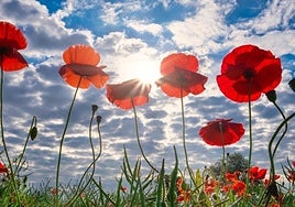 Remembrance Day services take place all over Malaga province.