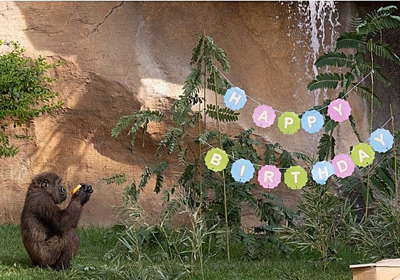 Ekan, who was born in Bioparc Fuengirola, celebrates his fifth birthday.