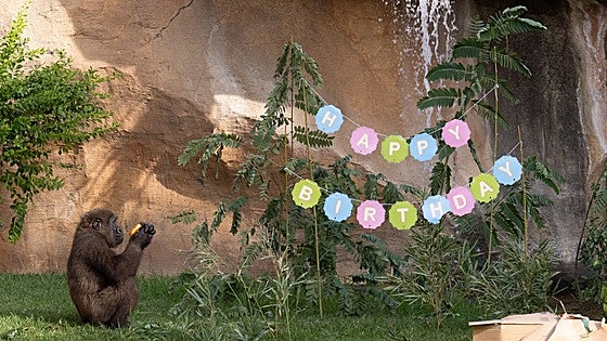 First gorilla born in southern Spain turns five while learning through play at Bioparc Fuengirola