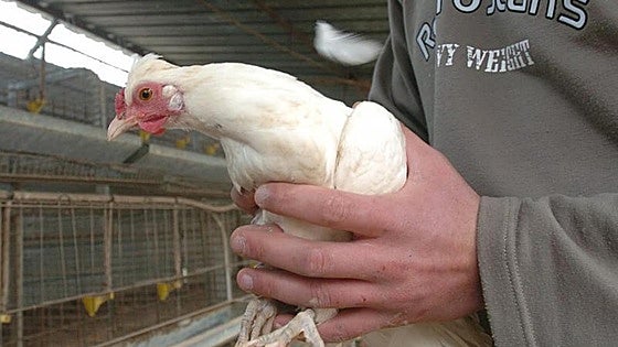 Spain bans the raising of poultry outdoors due to increase in bird flu cases