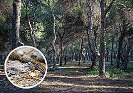 A total of 6,290 pine trees will be sprayed with a foliar treatment.