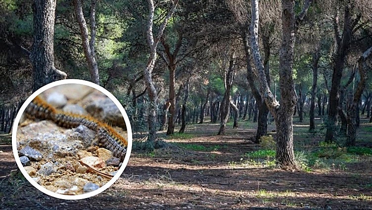 Torremolinos launches preventative campaign against processionary caterpillar infestation