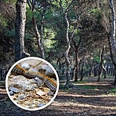 A total of 6,290 pine trees will be sprayed with a foliar treatment.