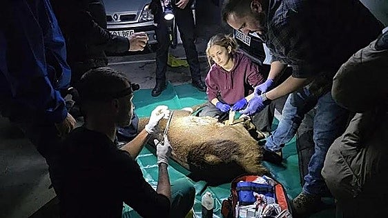 Four hours and three tranquiliser darts to catch an injured deer that found its way into a car park in Spain