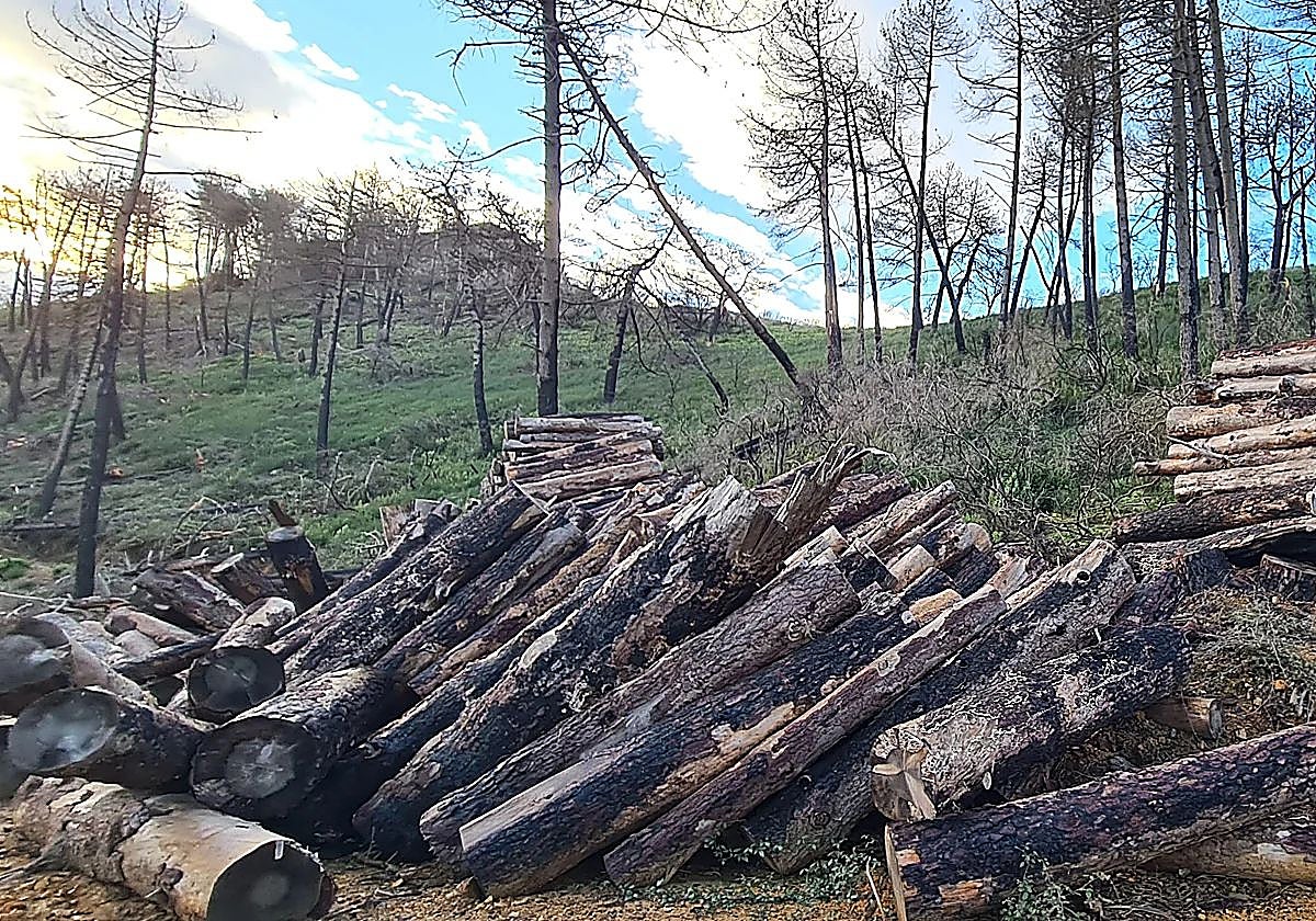 The contract includes silvicultural treatment, clearing, pruning and reforestation, among other works.