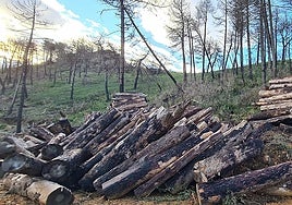 The contract includes silvicultural treatment, clearing, pruning and reforestation, among other works.