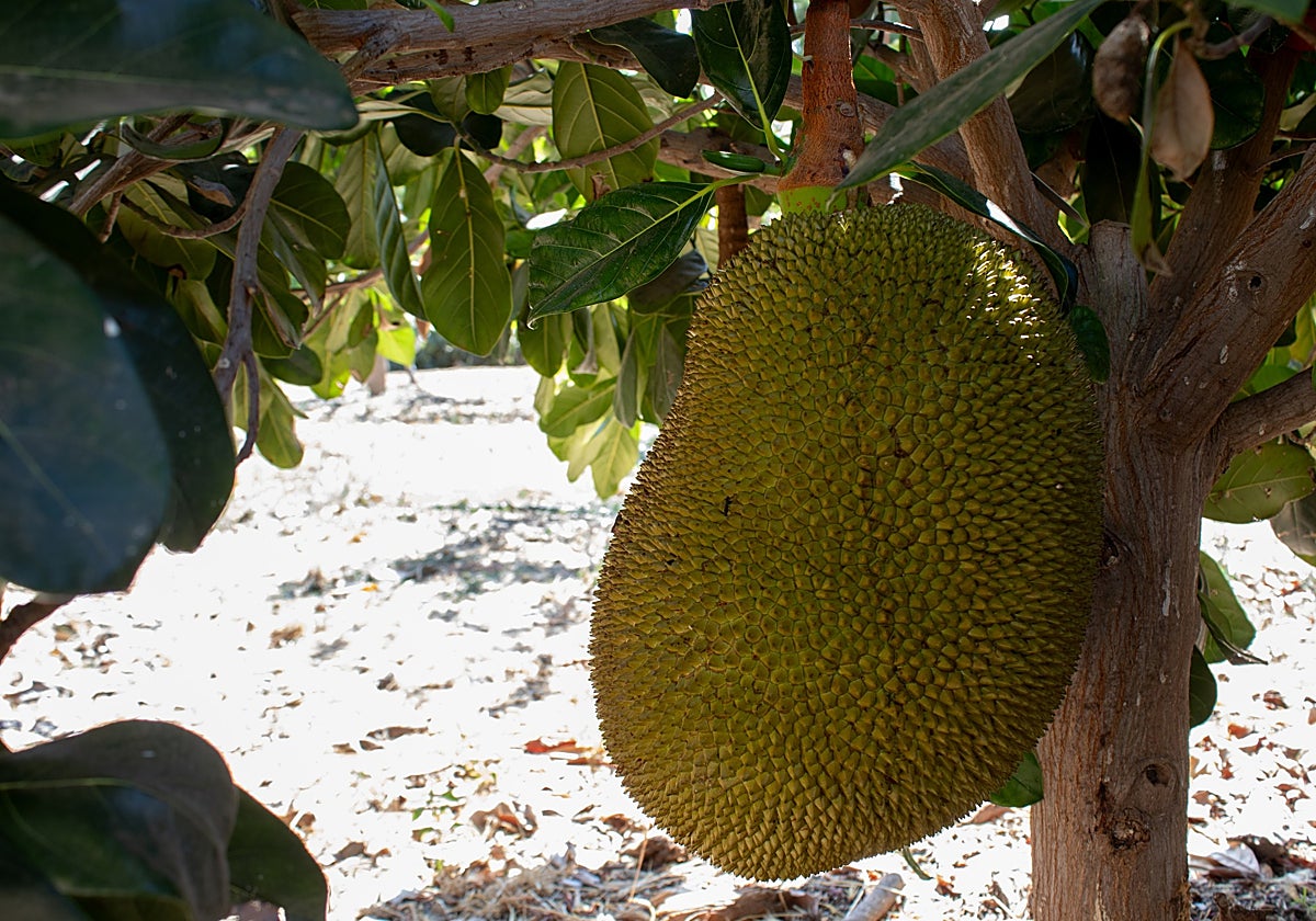 Picture of one of the jack fruit grown at La Mayora's facilities in Algarrobo.