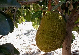 Picture of one of the jack fruit grown at La Mayora's facilities in Algarrobo.