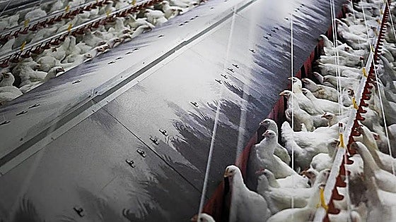 Government orders lockdown of all free-range poultry farms due to spread of bird flu