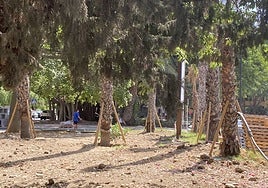 Palm and other tree species in Arroyo de la Miel.