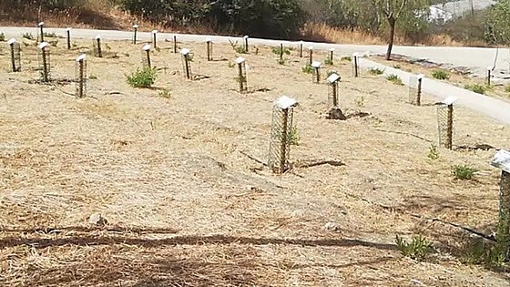Anger over loss of more than 500 trees in caring for environment project in Malaga town