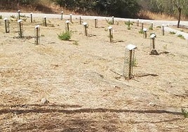 Trees planted in the Bosque de los Niños.