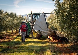Antonio Olmo accompanies the tractor, a typical scene during the olive harvest on a farm near Campillos.