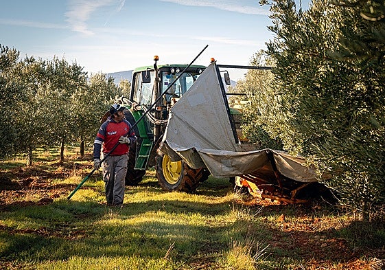 Antonio Olmo accompanies the tractor, a typical scene during the olive harvest on a farm near Campillos.