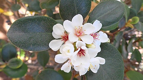 Gardening in southern Spain: Indian hawthorn