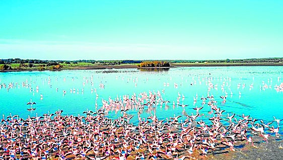 Doñana wetlands crisis threatens to become chronic despite the heavy rains of 2025