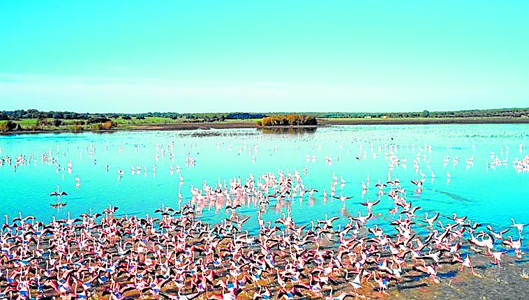 Doñana wetlands crisis threatens to become chronic despite the heavy rains of 2025