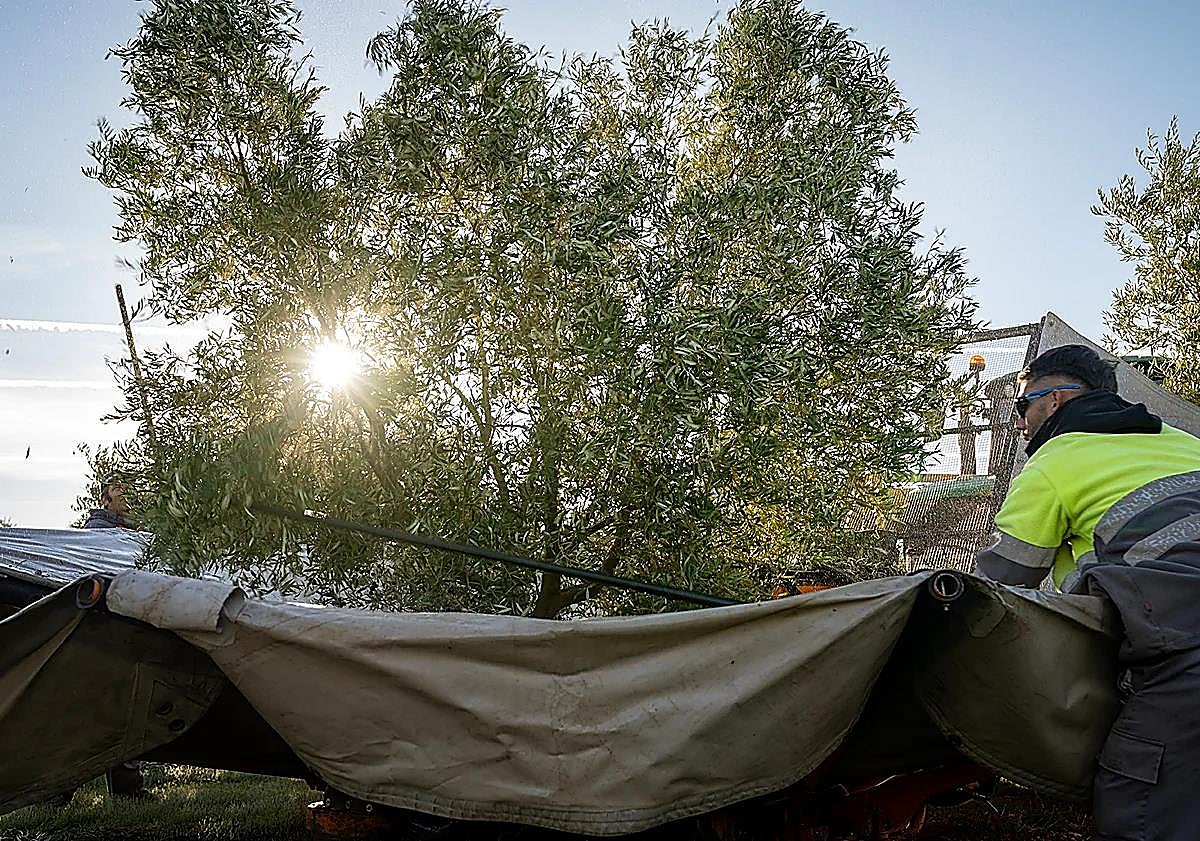 Imagen principal - A day harvesting olives in Malaga province: 'The trees are like water, without them there is no life'