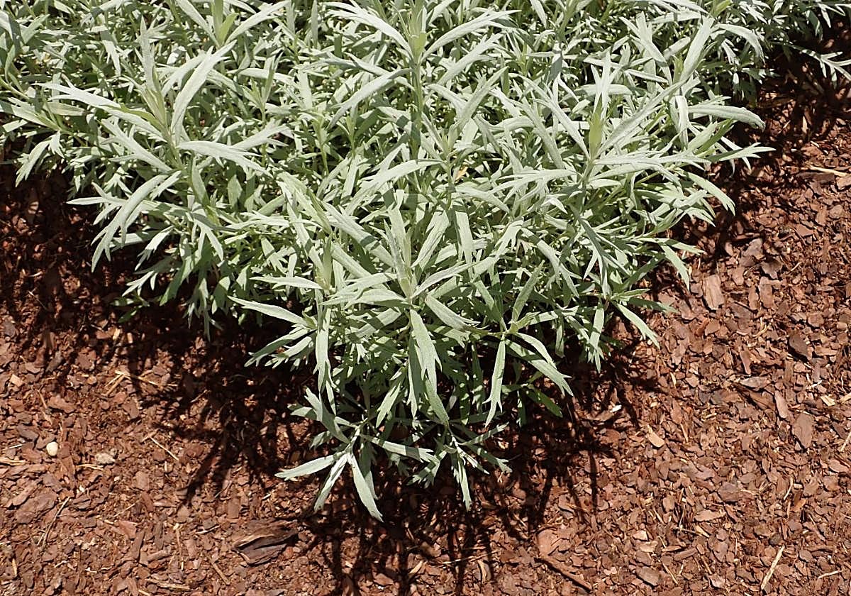 Recommended for your garden in the south of Spain: Artemisia ludoviciana