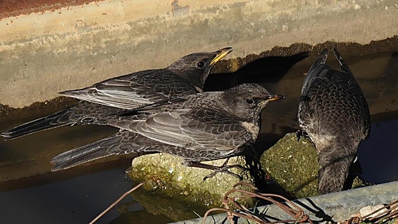 The Ring Ouzel