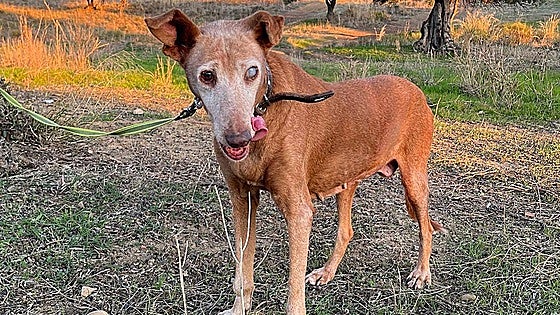 Luna, the 14-year-old Podenco found on the eastern Costa del Sol whose previous owner had reported her as dead