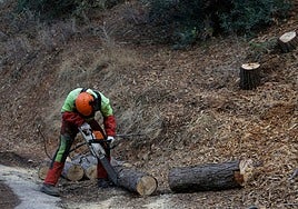 Archive image of work to clean up some of Malaga's public forests.
